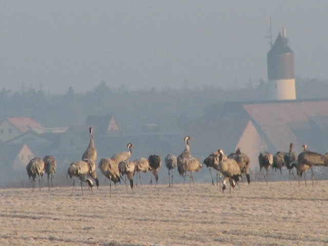 Kraniche März 12